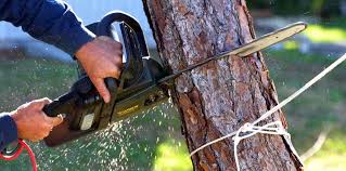 Best Emergency Tree Removal  in Cedar Glen West, NJ