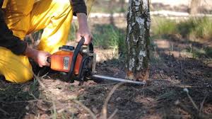 Best Stump Grinding and Removal  in Cedar Glen West, NJ