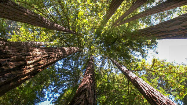 How Our Tree Care Process Works  in  Cedar Glen West, NJ