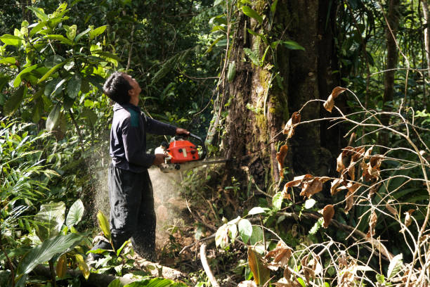 Best Tree Preservation Services  in Cedar Glen West, NJ