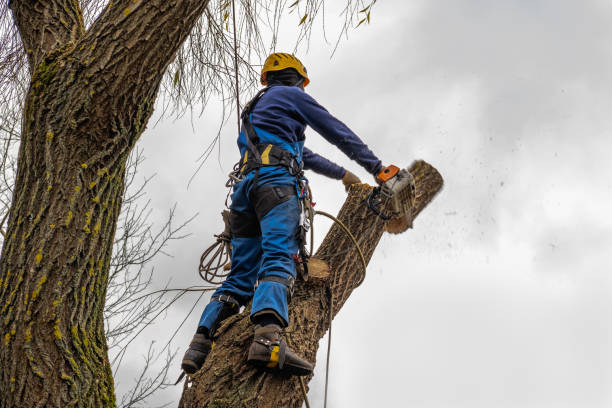 Best Firewood Processing and Delivery  in Cedar Glen West, NJ