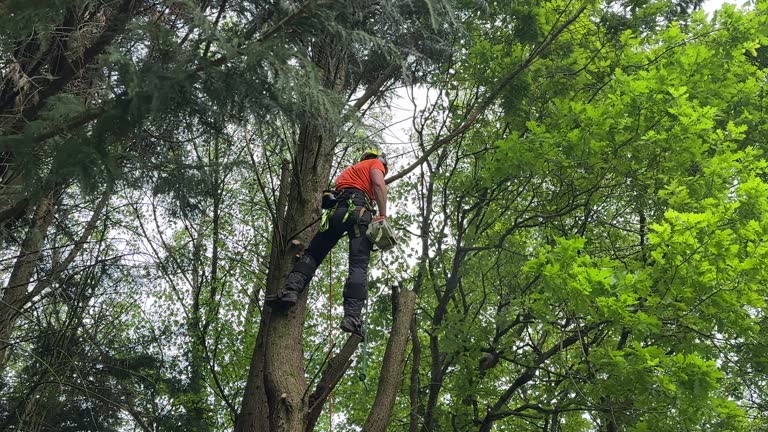 Best Tree Trimming and Pruning  in Cedar Glen West, NJ