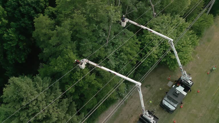 Best Tree Disease Treatment  in Cedar Glen West, NJ