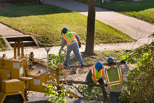Best Tree Maintenance Programs  in Cedar Glen West, NJ
