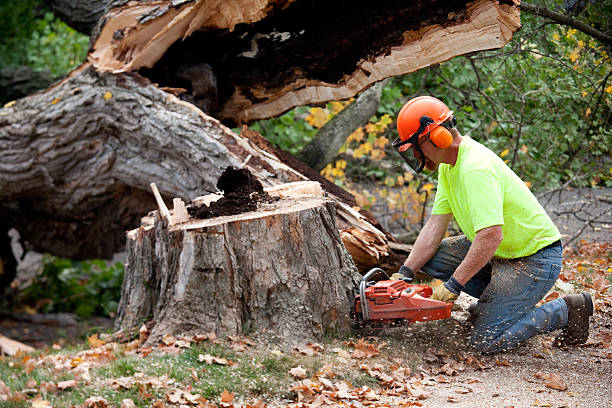 Best Leaf Removal  in Cedar Glen West, NJ