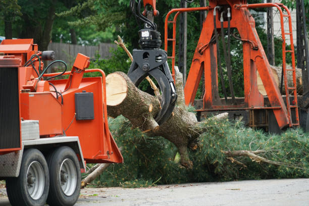 Best Lawn Disease Treatment  in Cedar Glen West, NJ