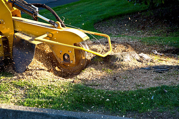 Best Lawn Maintenance Plans  in Cedar Glen West, NJ