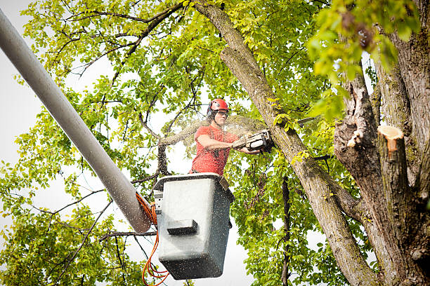 Best Utility Line Clearance  in Cedar Glen West, NJ
