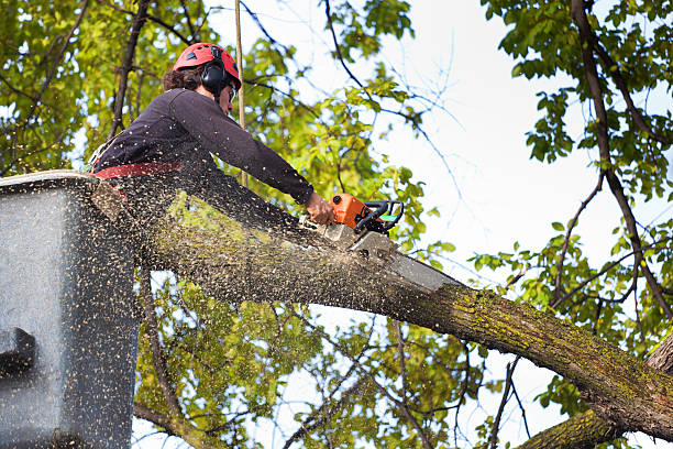 Organic Lawn Care Solutions in Cedar Glen West, NJ