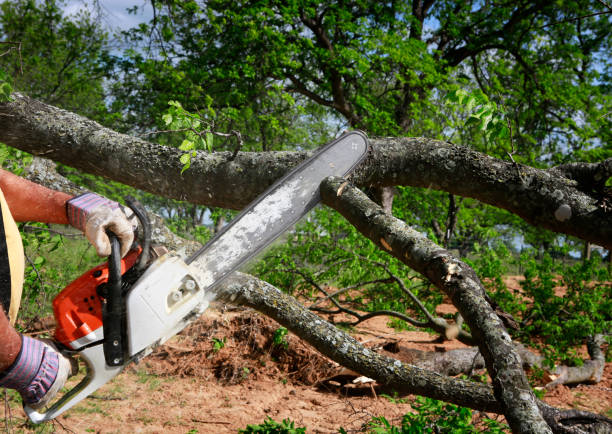 Best Lawn Watering Services  in Cedar Glen West, NJ